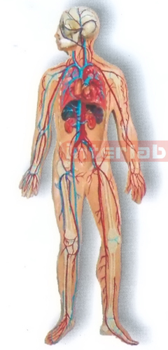 MAGNET-HANGING HUMAN VEIN CIRCULATION SYSTEM MODEL